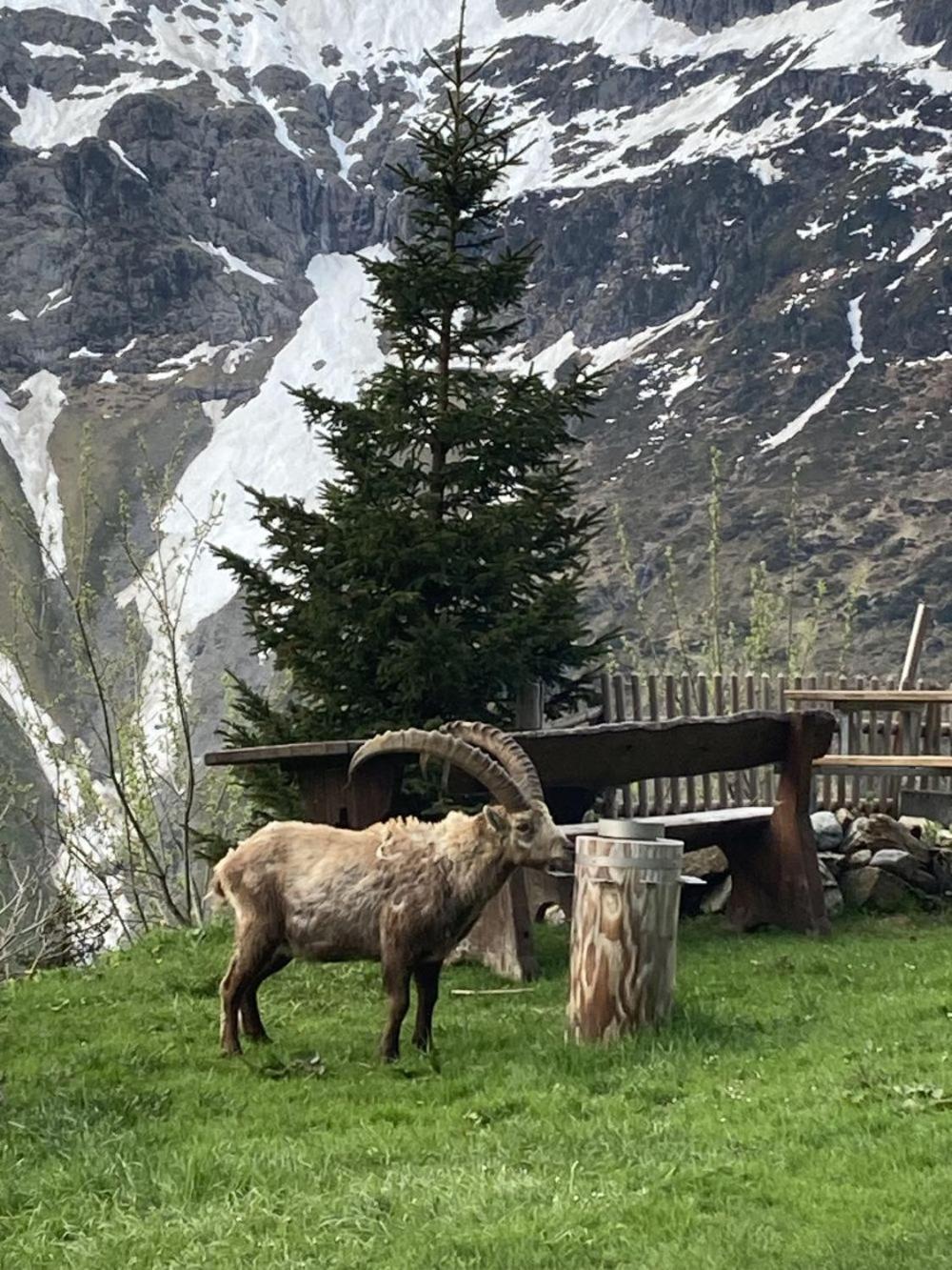 Berggasthaus Tschingelhorn Ξενοδοχείο Stechelberg Εξωτερικό φωτογραφία